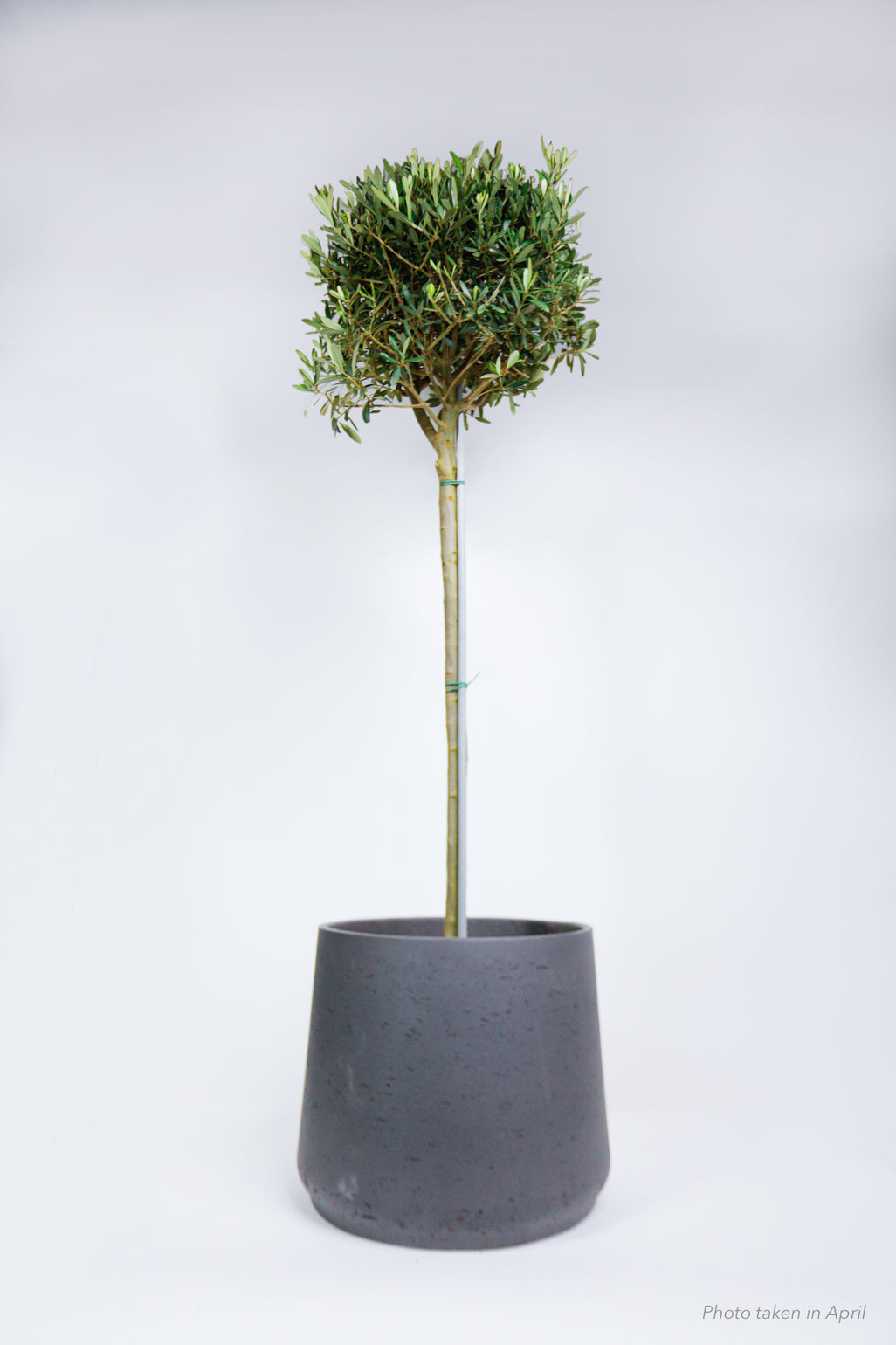 products/SotoProductShootLowQ-2614_97f2d686-a6c4-4605-a84c-9c93be8c2b00.jpg